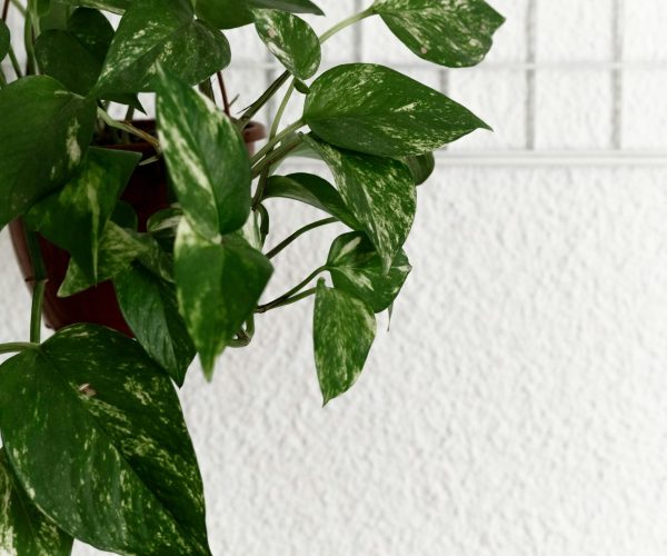 Minimalist indoor scene with a hanging pothos plant against a textured white wall.